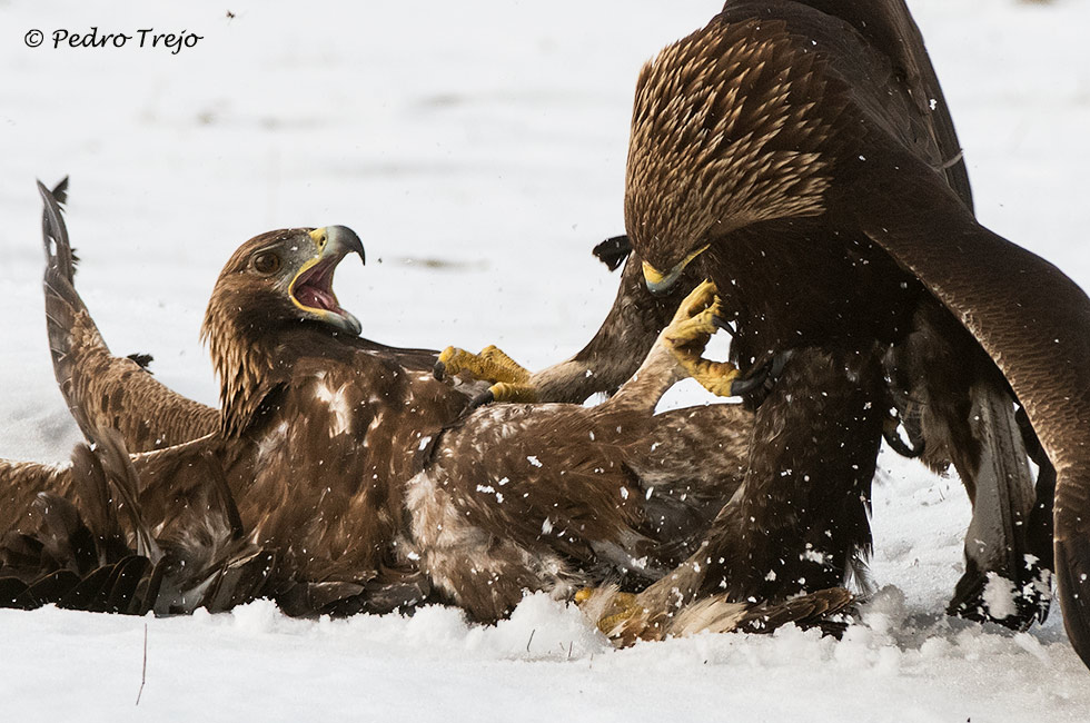 Pelea de Aguila reales